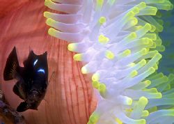 Three-Spot Dascyllus, the "other" anemonefish-- Wailigi L... by Andrew Dawson 
